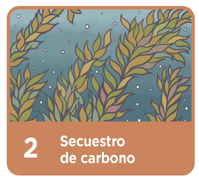 Secuestro de Carbono